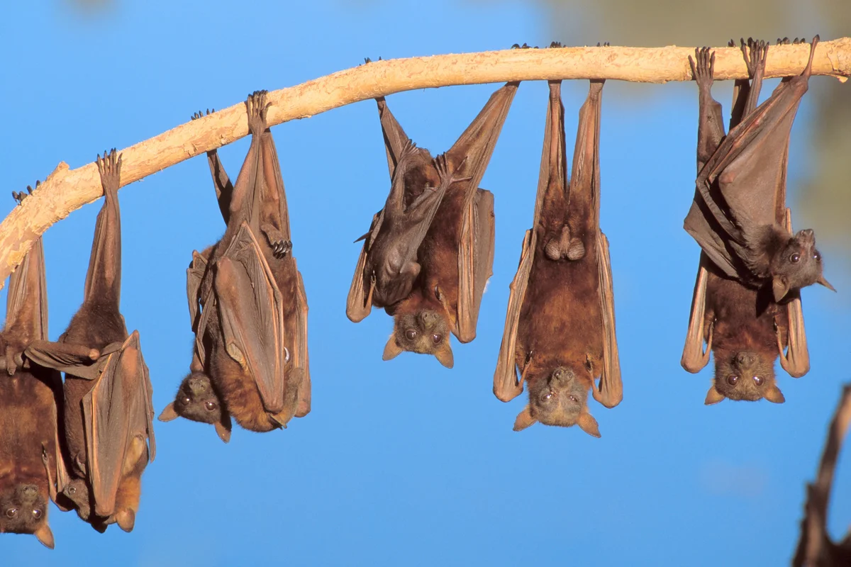 Little red flying fox colony hanging from tree