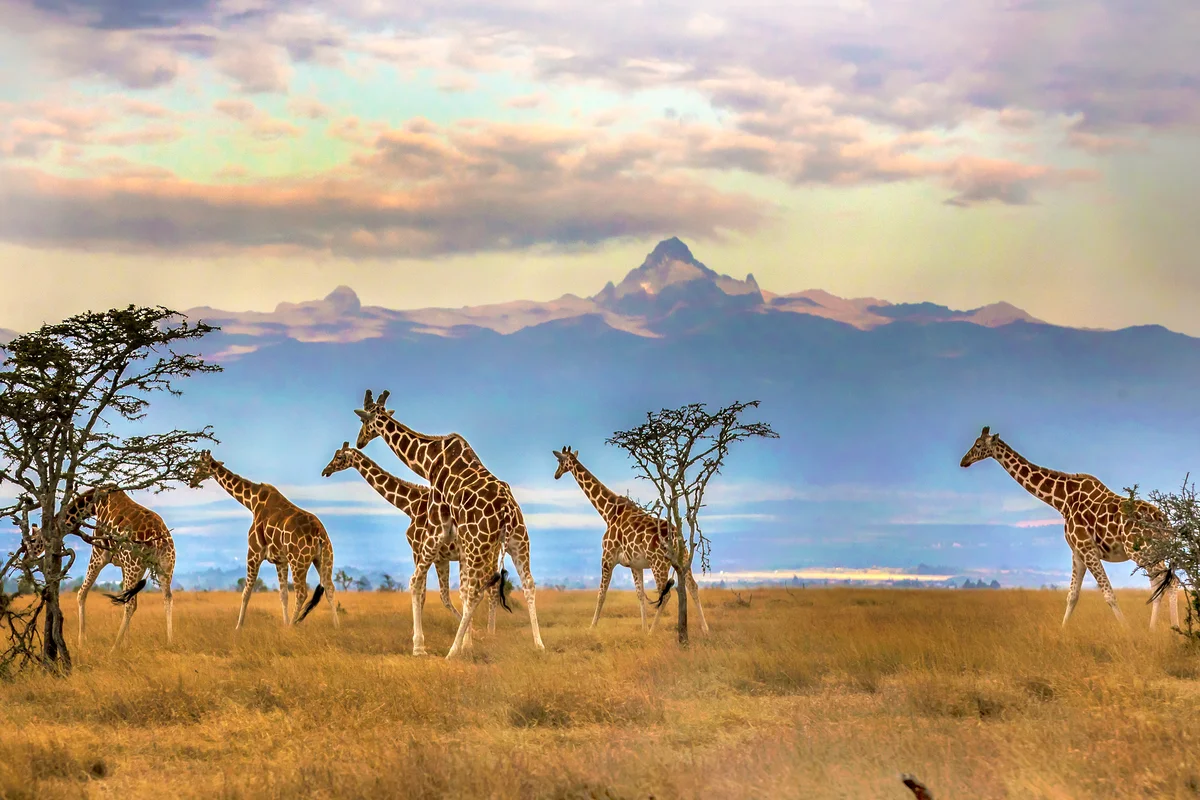 Herd of giraffes in front of Mount Kenya