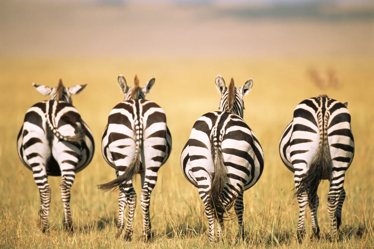 Common zebras walking