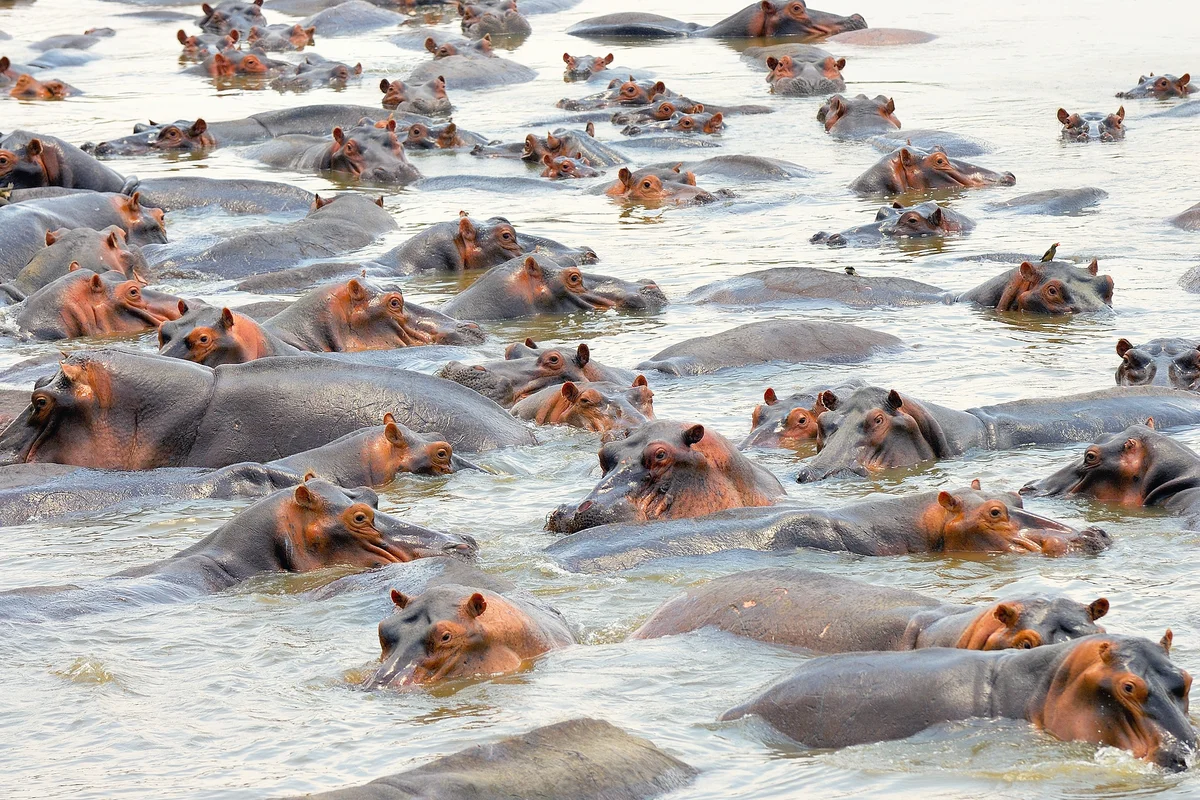 Hippos in water