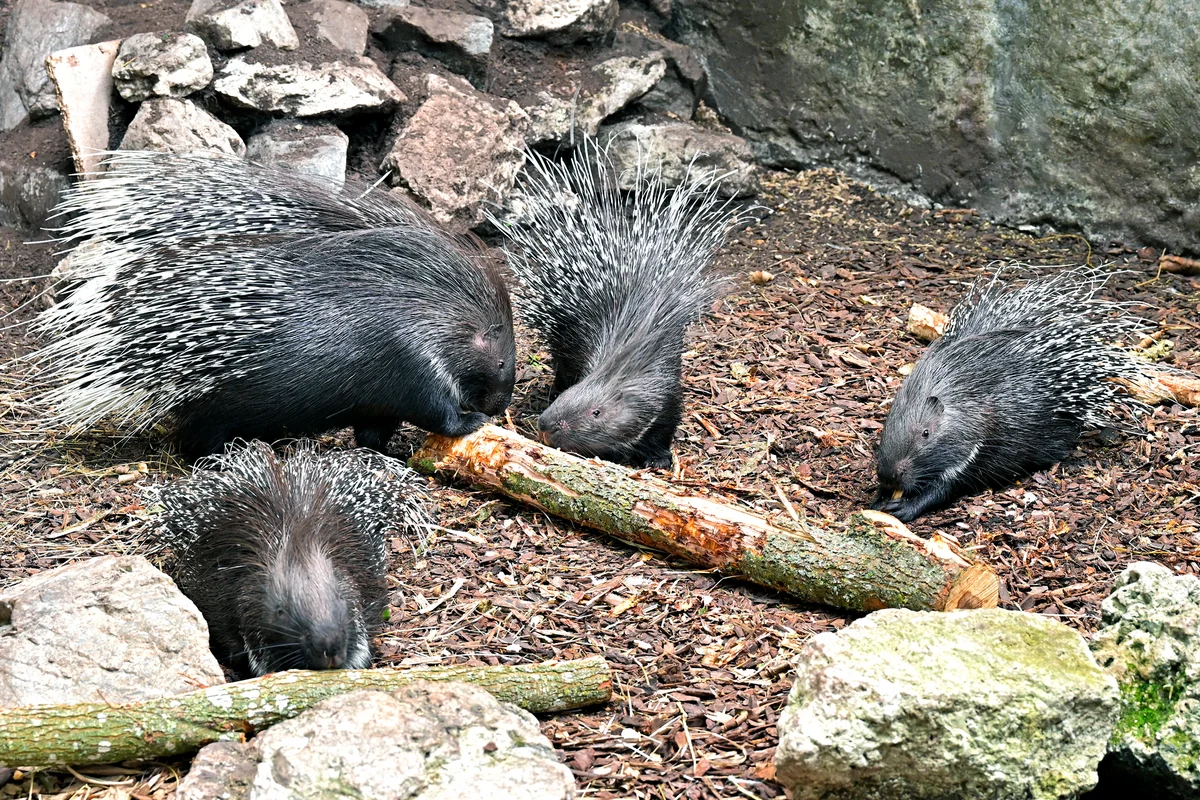 Four porcupine