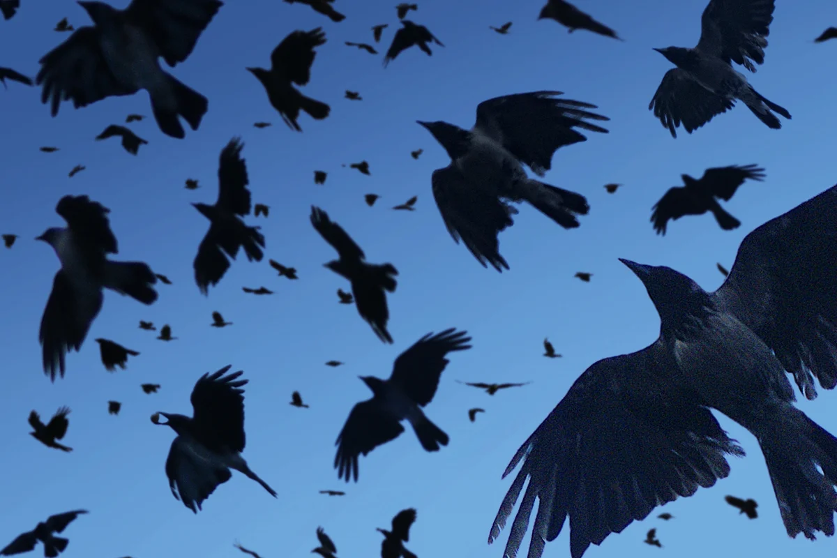 Crows flying