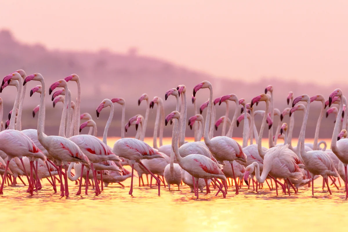 Flamingos in water