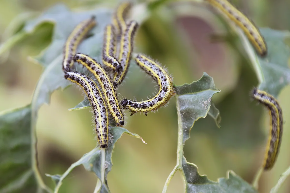 Caterpillars Eating The Greens