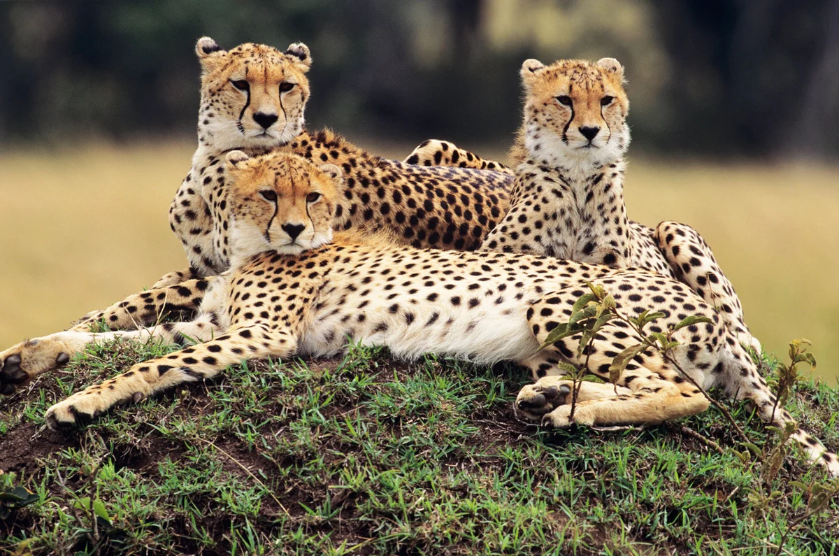 Three cheetahs lying on savannah