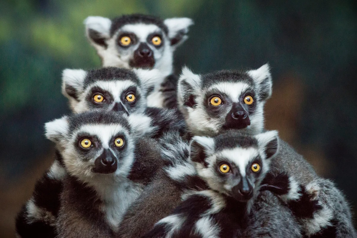 Group of lemurs