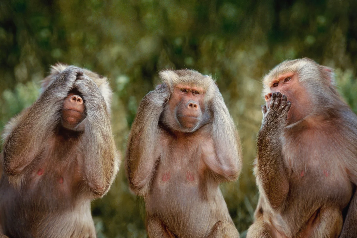 Hamadryas Baboons