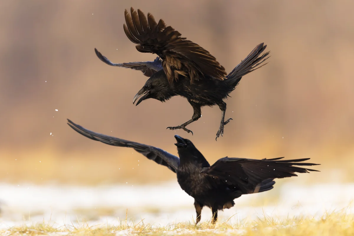 Ravens flying over field
