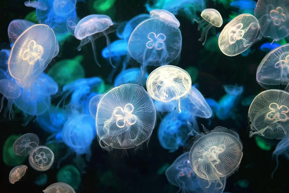Jellyfish