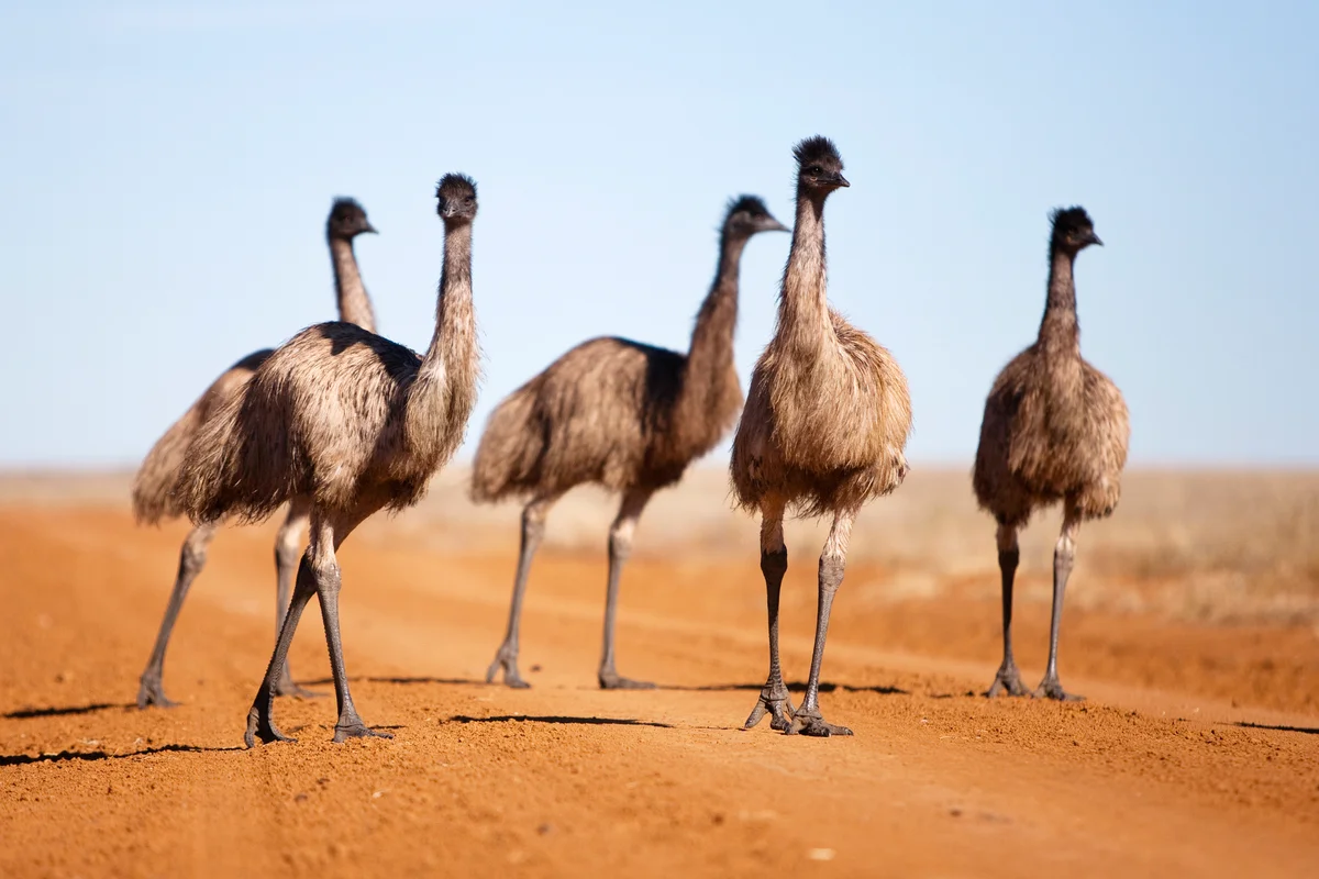 Emu chick walking in family group