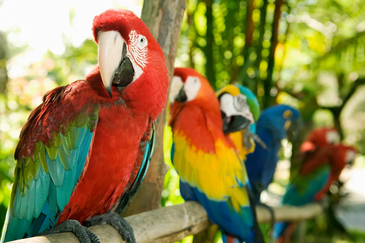Macaws perched on branch in jungle