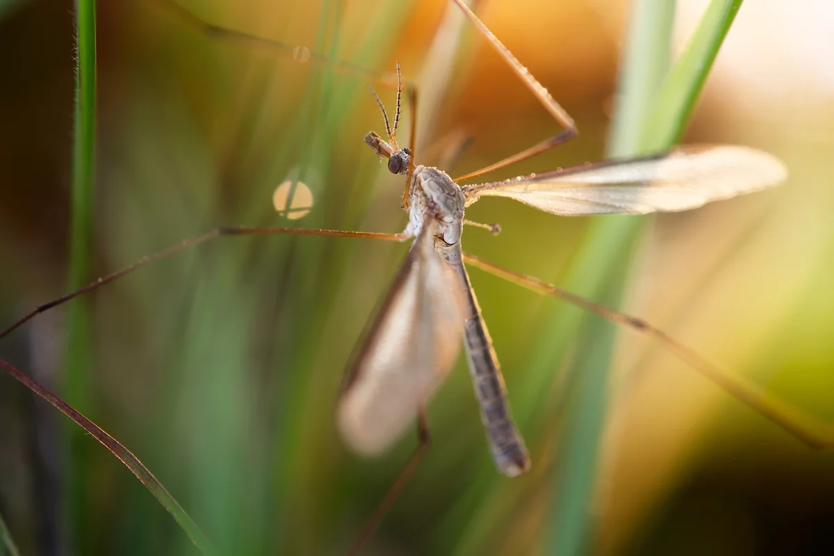 A species of crane fly perched among grasses