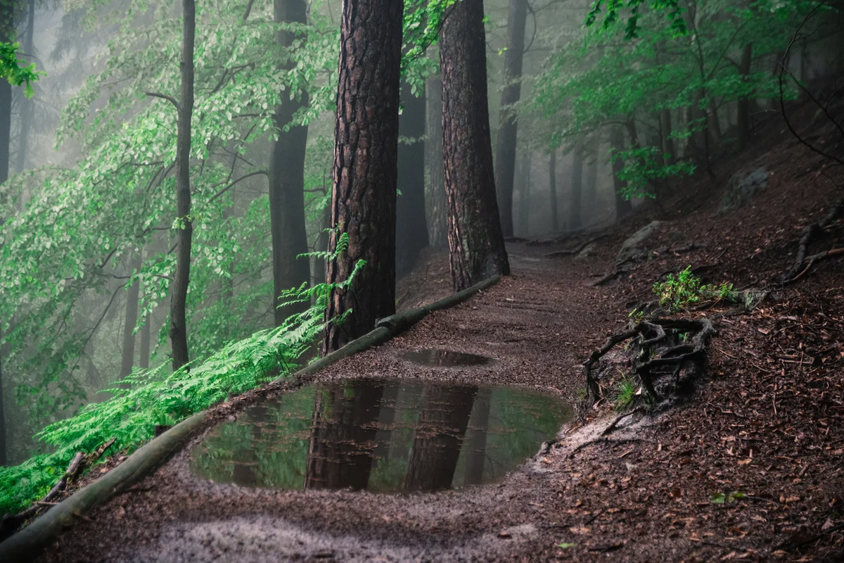 Hiking Trail with puddle in the forest