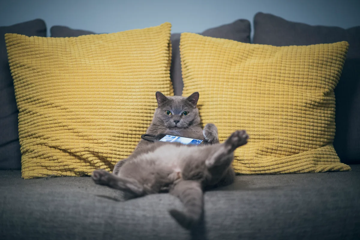 lazy cat