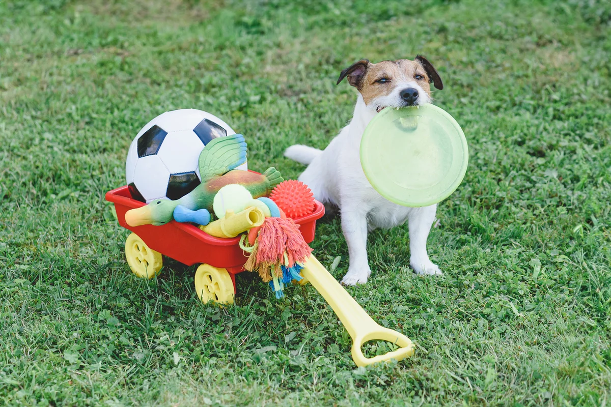 Dog has box full of pet toys for different types of play and training