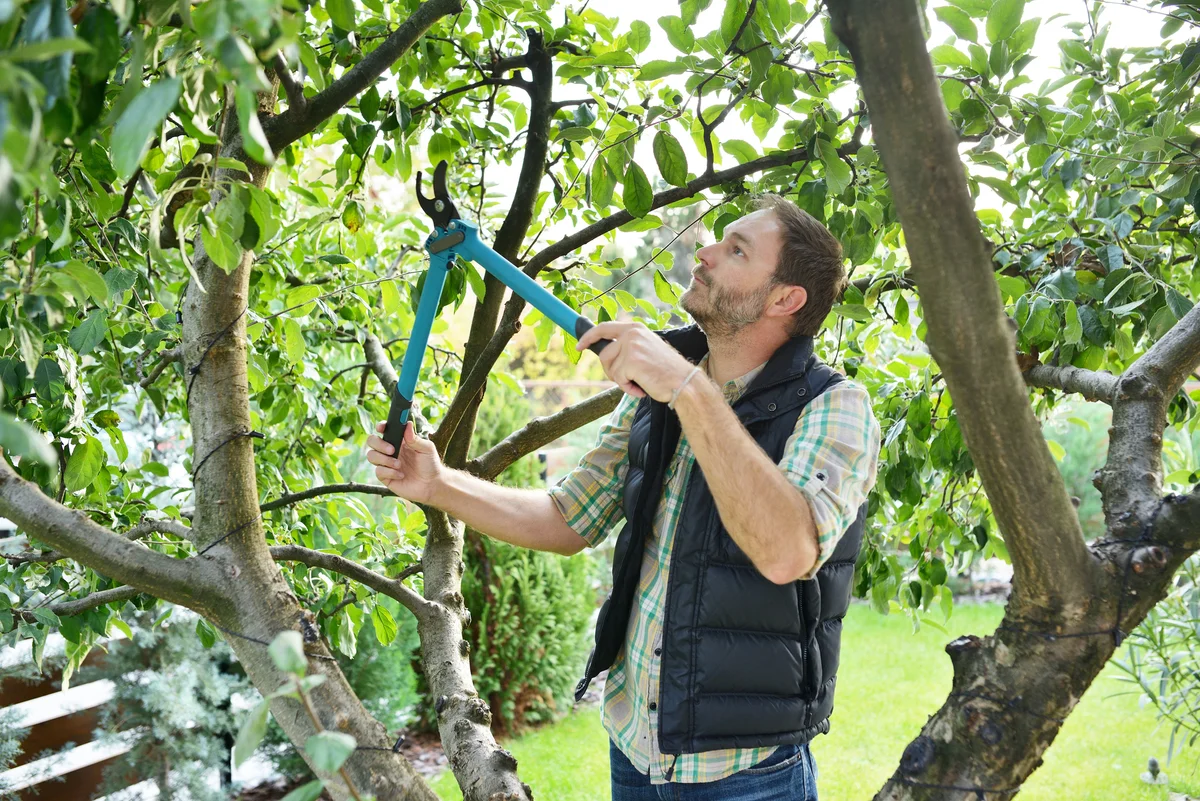 man pruning a tree