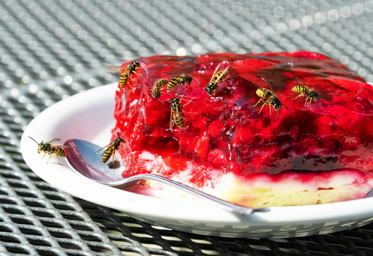 wasps on red gelatin