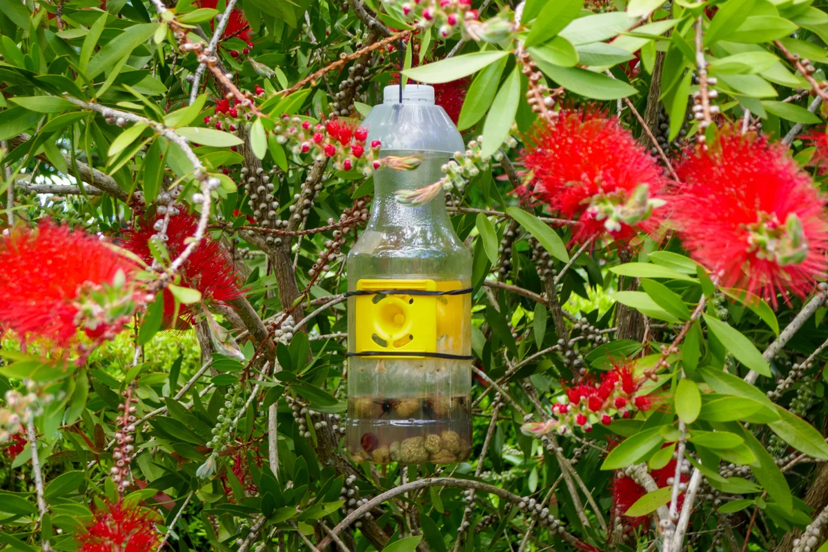 wasp trap