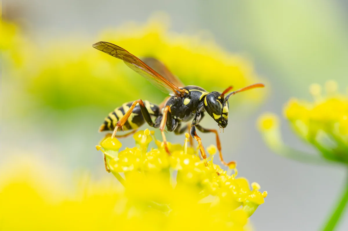 wasp on a yellow flower