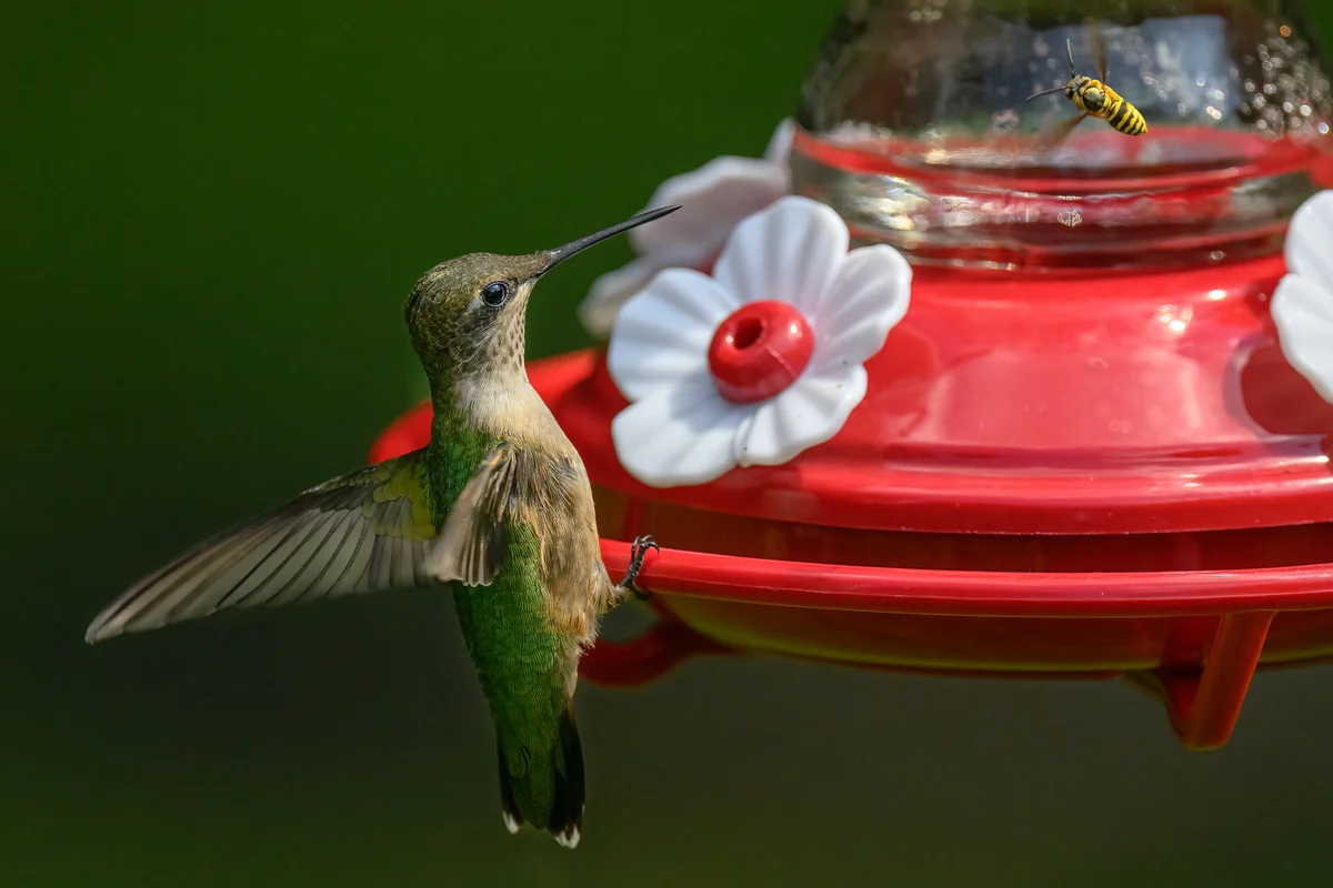 hummingbird & wasp by a feeder