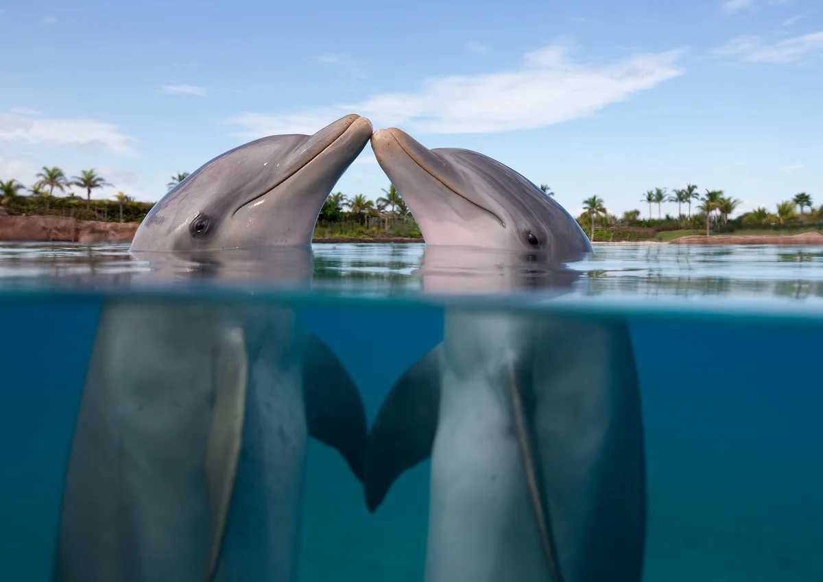 two dolphins