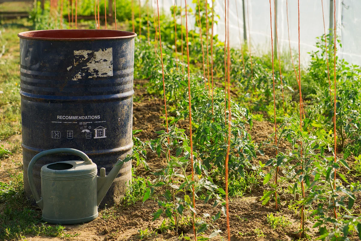 metal rain barrel and watering can by a garden