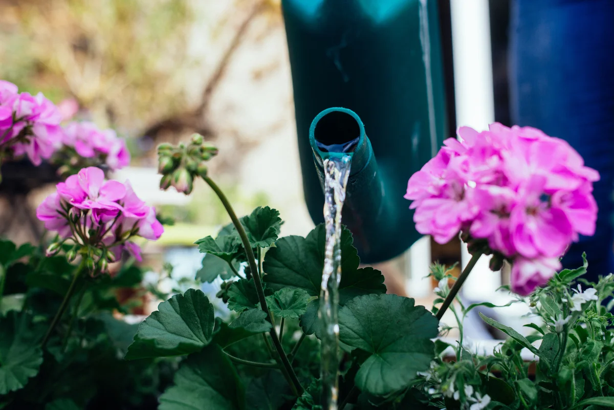 watering flowers