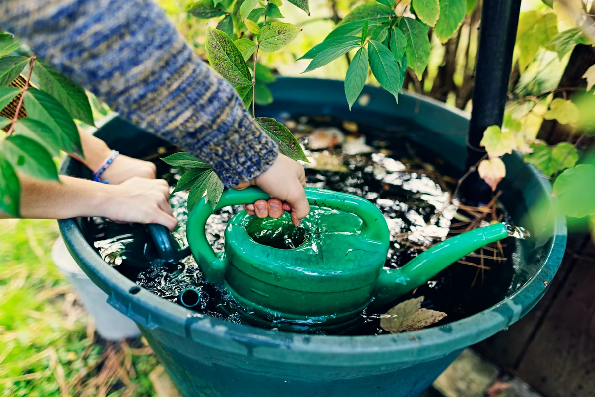 Collecting rainwater from a barrel