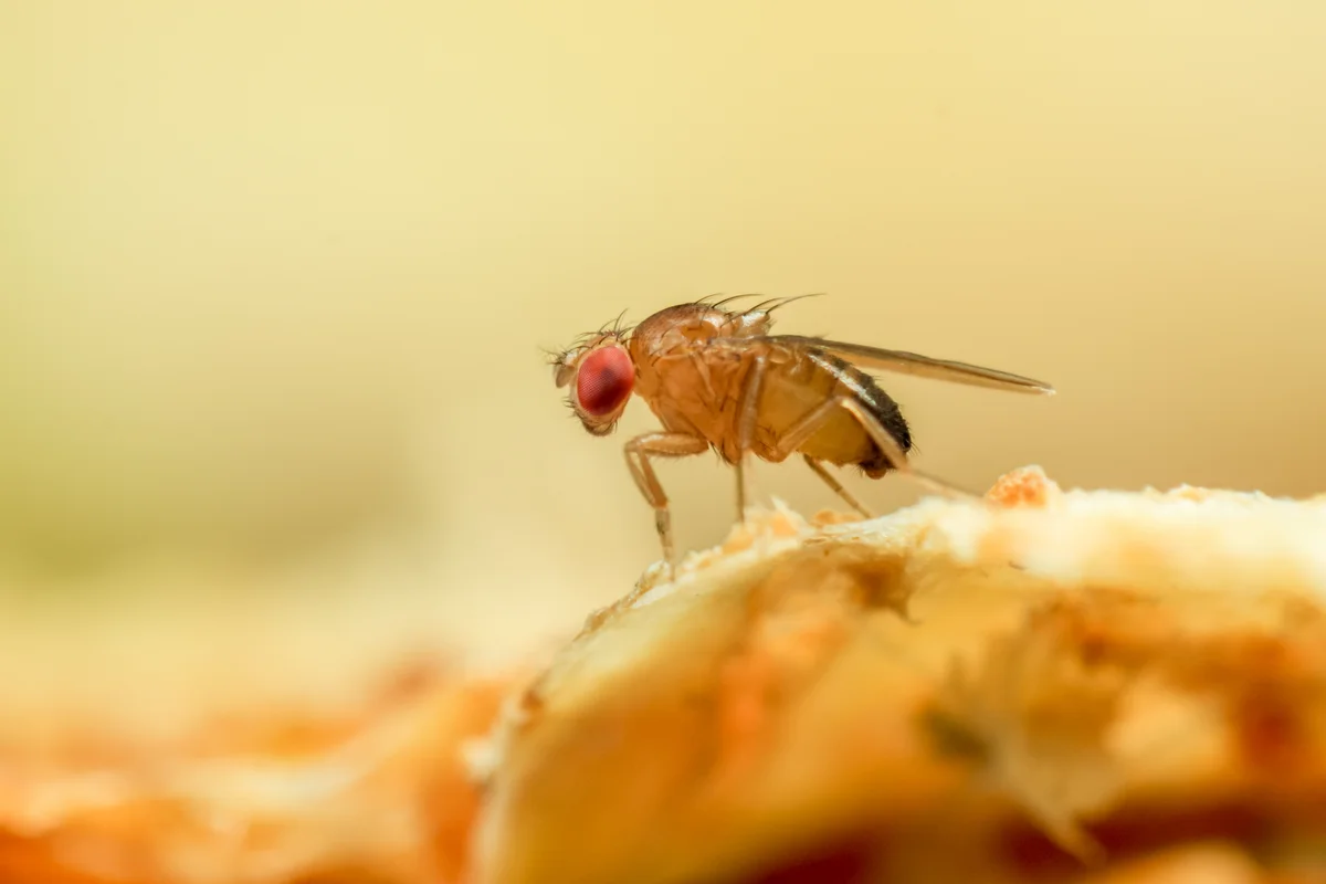 fruit fly