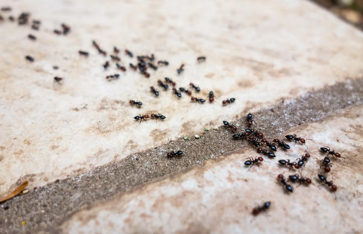 ants traveling in a row on the pavement