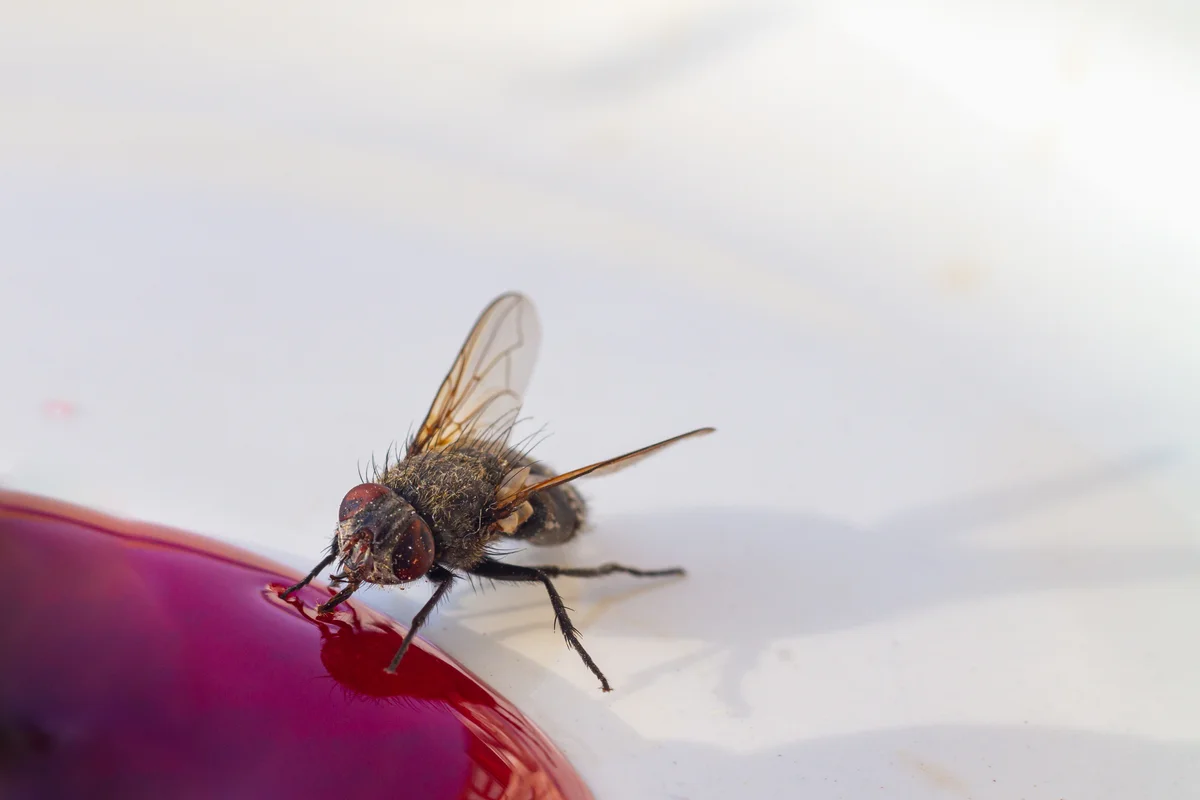 fly with spilled wine