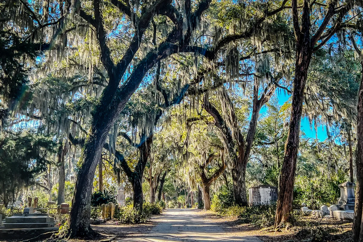 Live Oak and Spanish Moss Trees at Bonaventure Cemetery