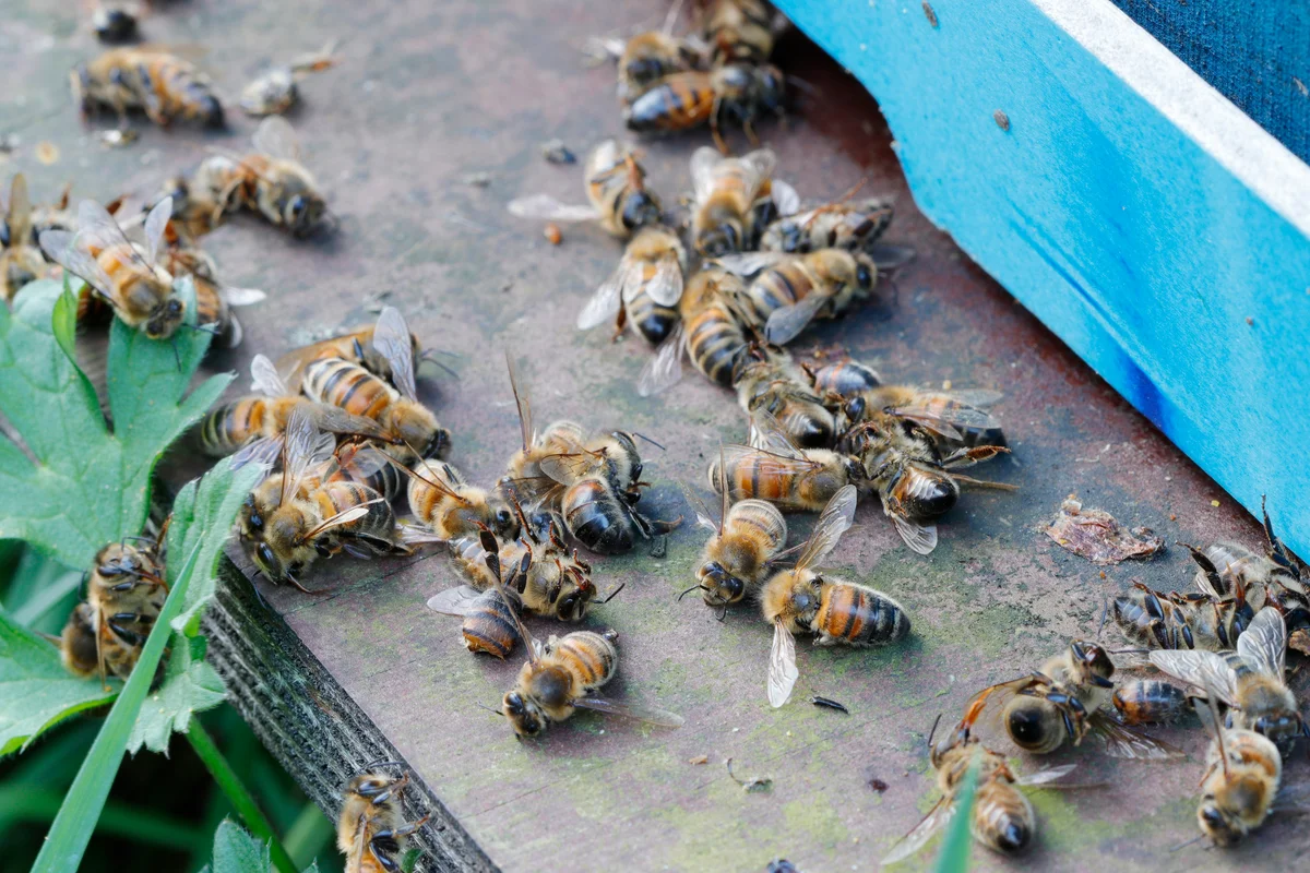 dead bees