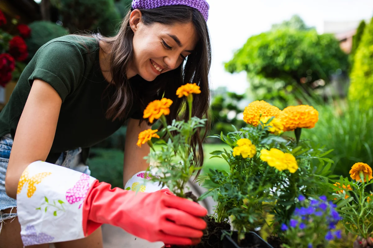planting marigolds