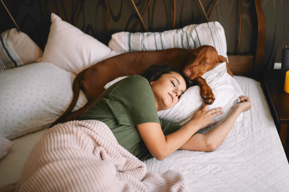 Dog sleeping in bed, lying on a pillow near their person's head.