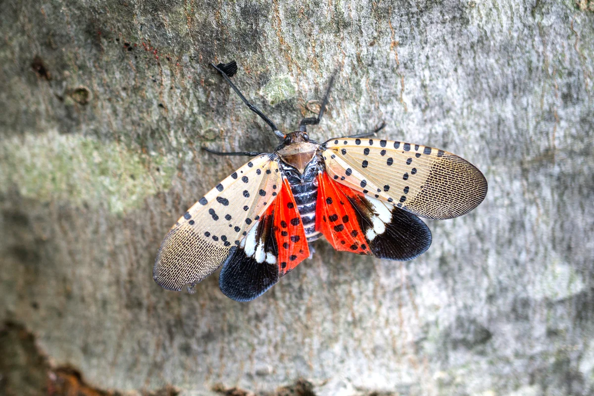 Lanternfly on maple tree