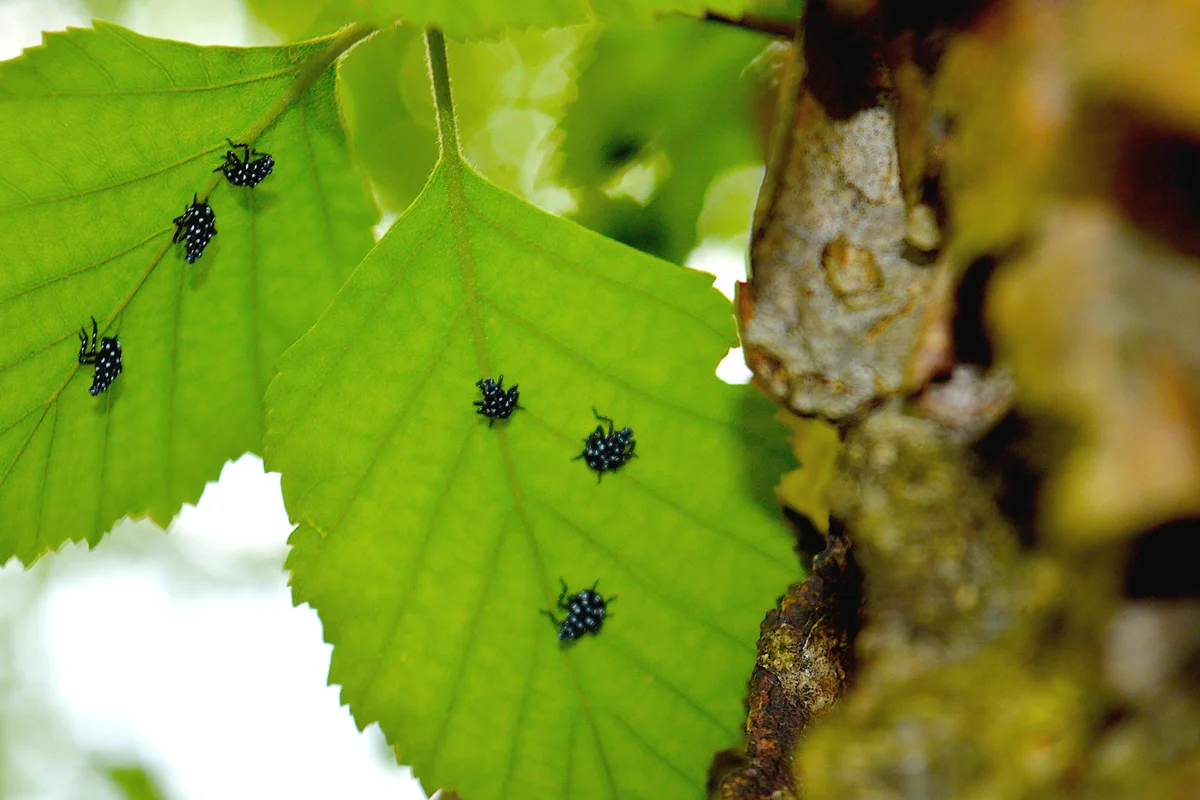 Spotted Lanternfly Nymph