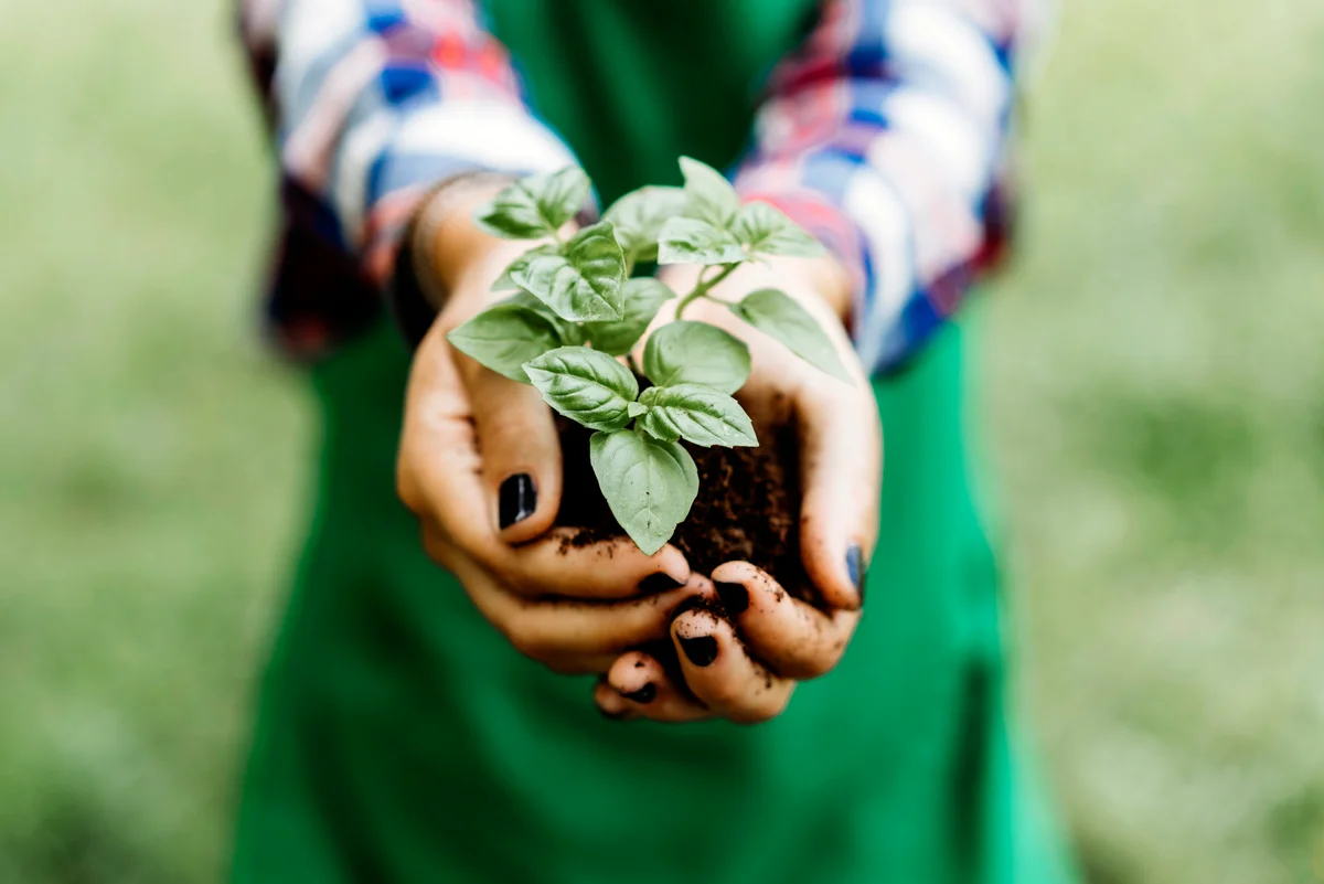 Woman holding a basil plant with bare hands