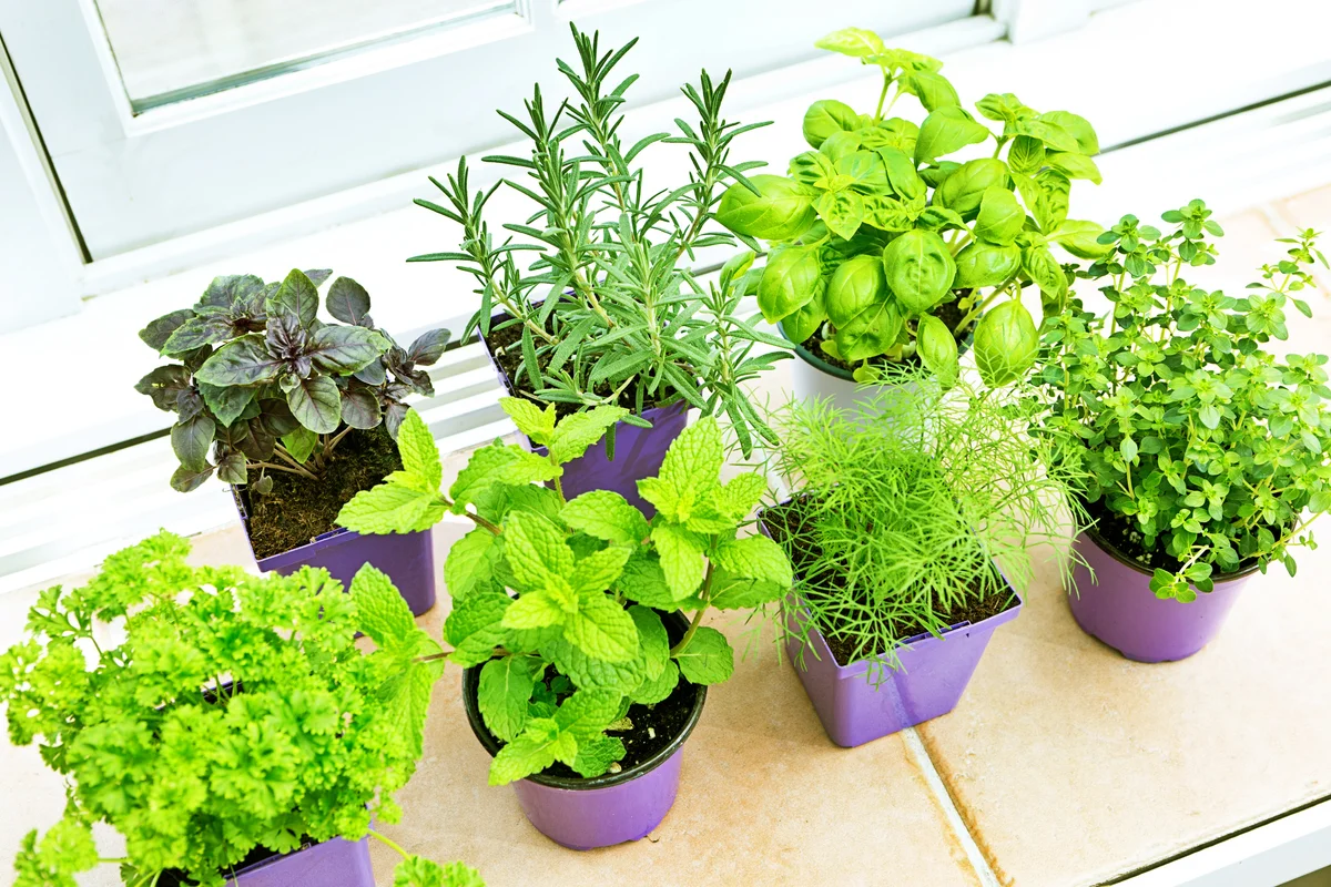 Herb Garden Seedling Plants in Retail Containers