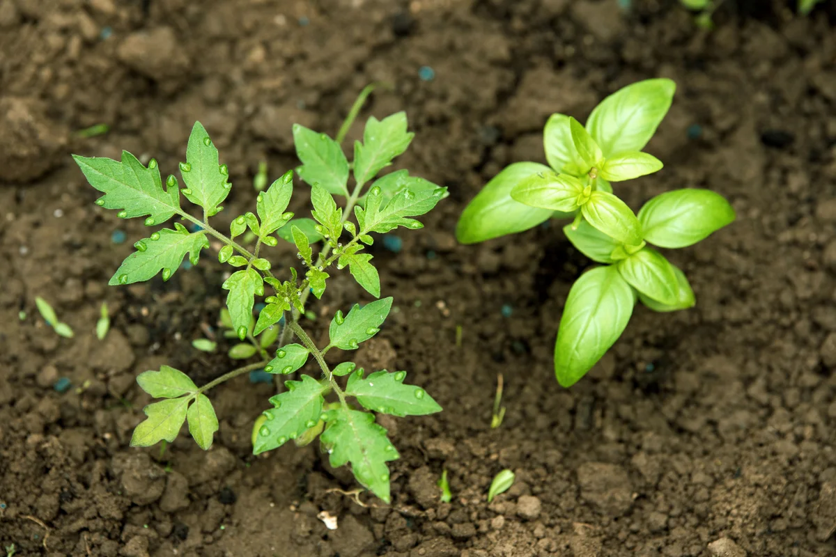 Tomato and basil seedling, planted in the spring garden