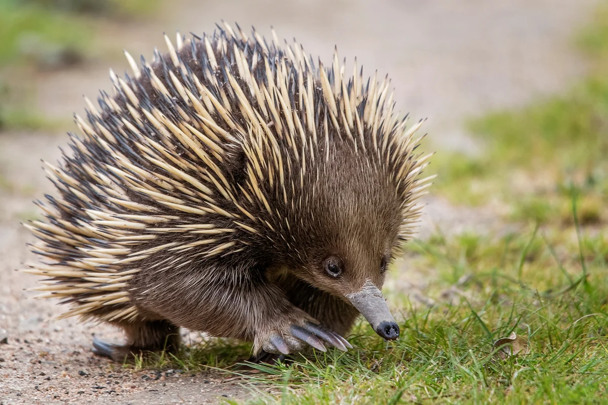Echidna (Tachyglossus aculeatus)