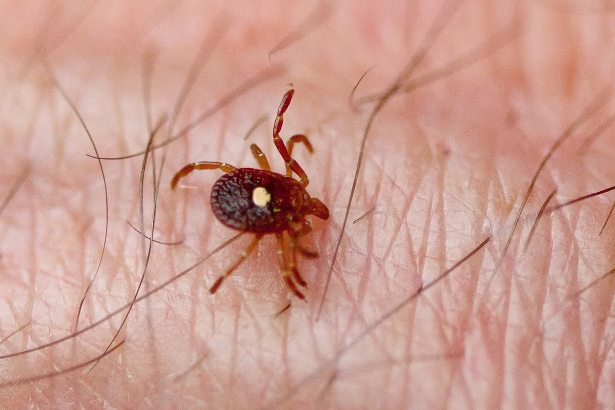 Lone Star Tick (Amblyomma americanum) on human skin