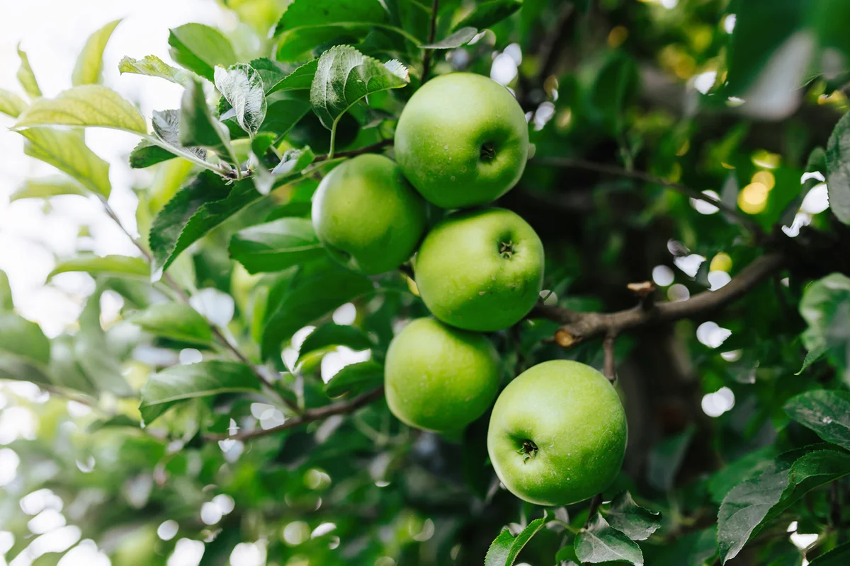 green apples on the branches of an apple tree.