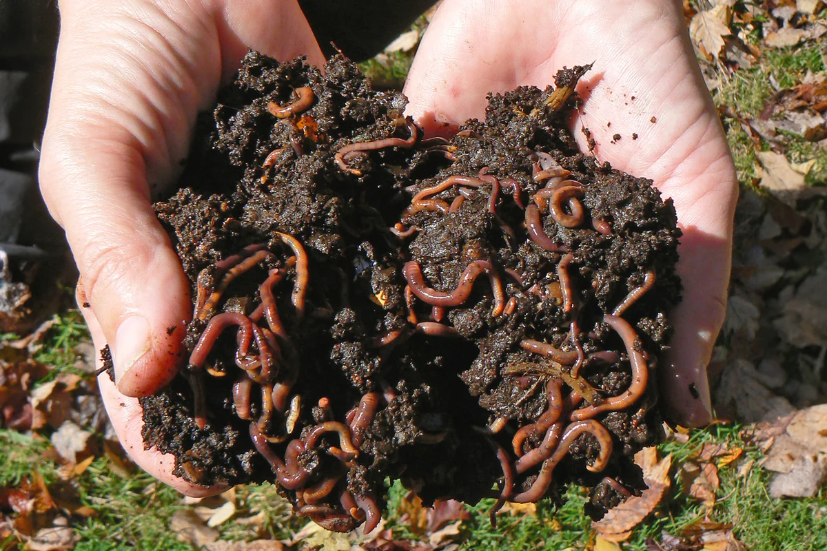 Hands holding soil with earthworms