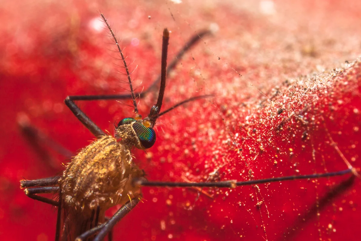 A mosquito on red wall.