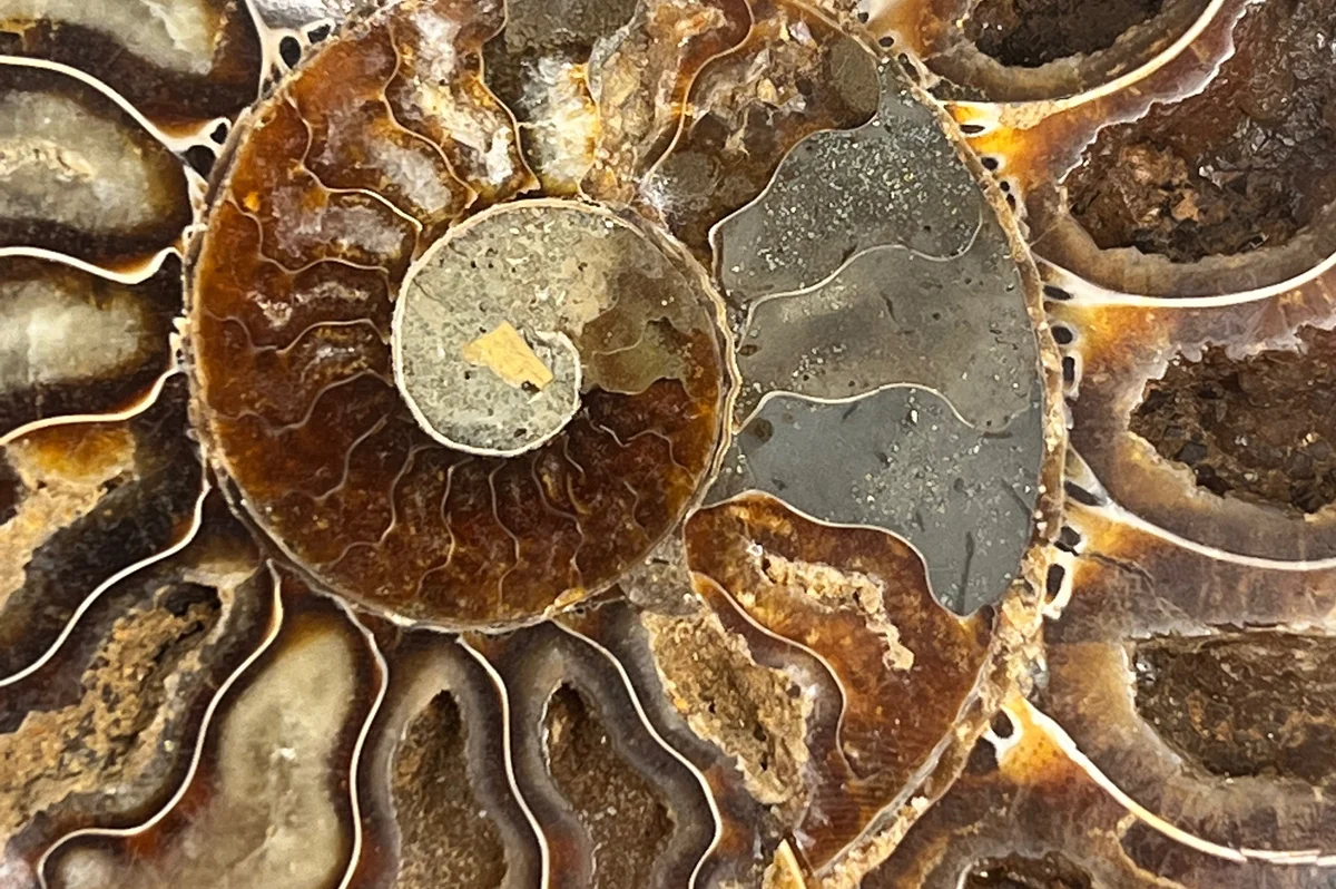 ammonite