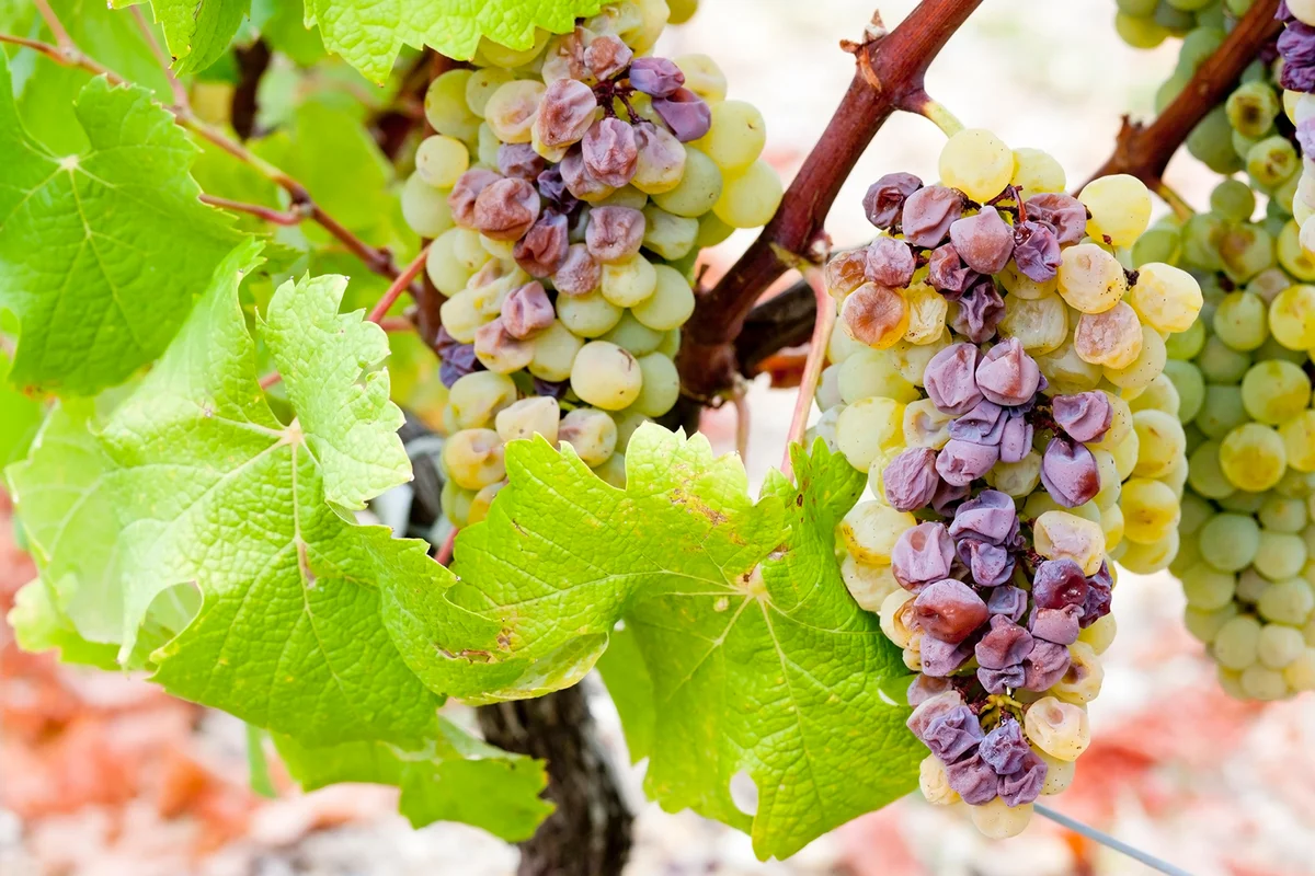 white grape in Sauternes Region, Aquitaine, France