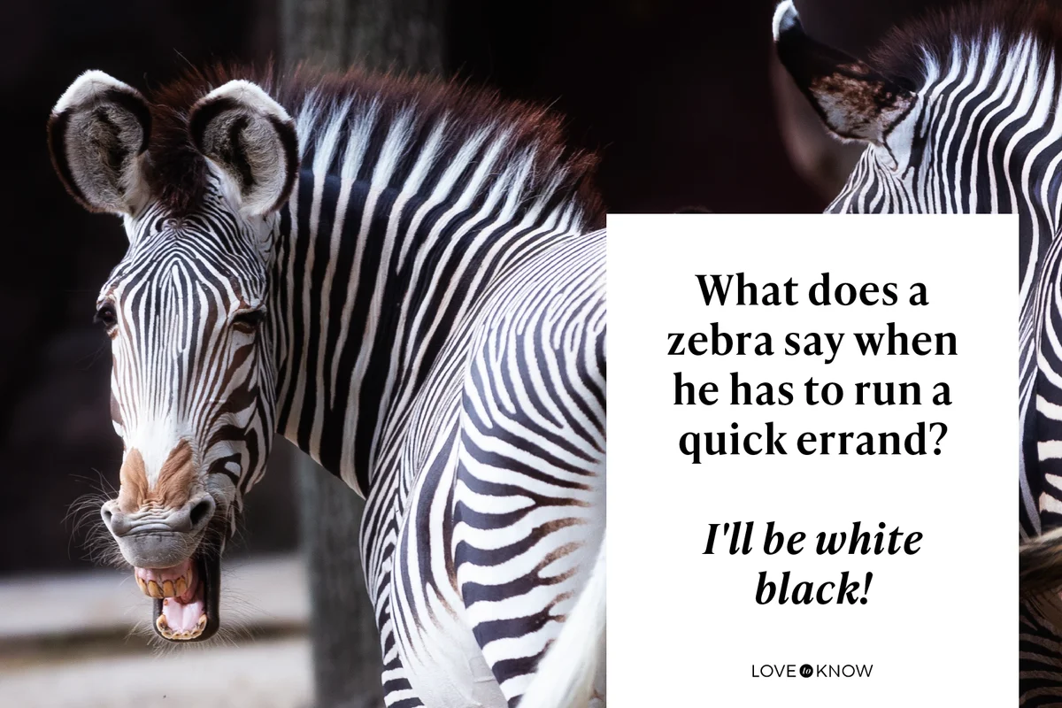 A zebra looks like he's laughing