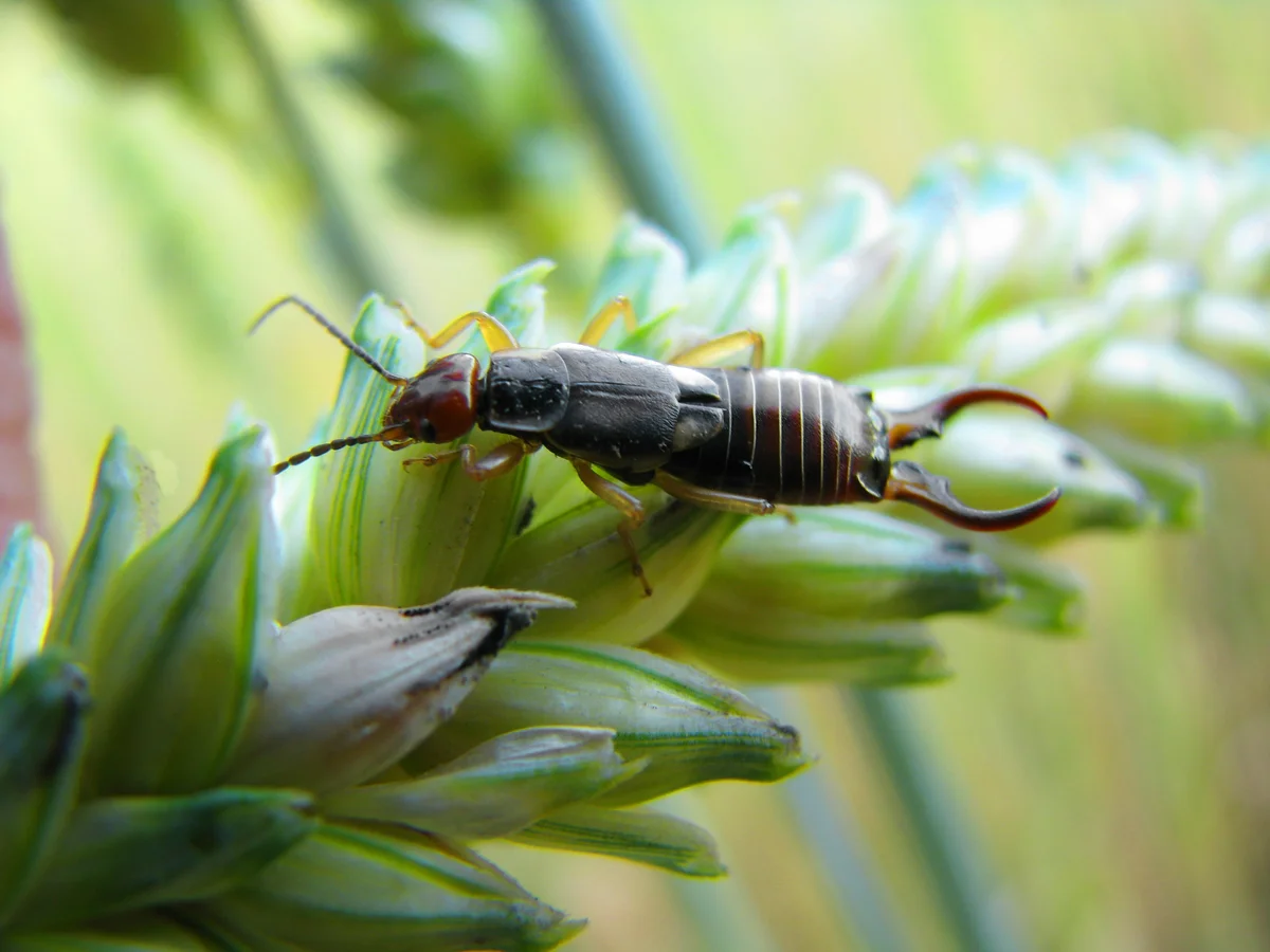 earwig in the garden