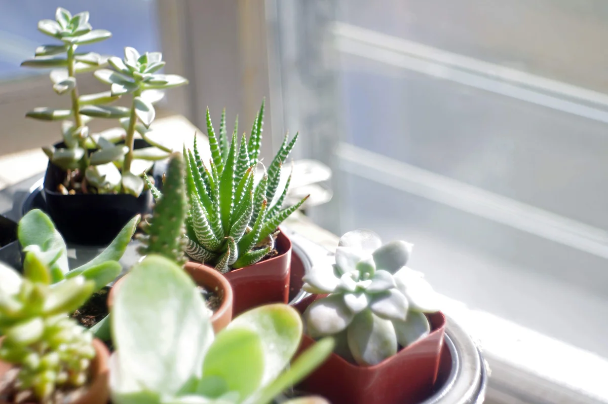 indoor succulents